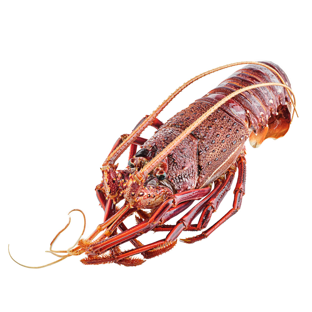 First Catch Frozen Brolos Western Rock Lobster, fresh seafood delivery within Manila.
